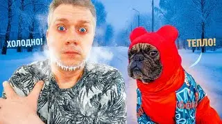 С такой шубой  и мороз ему не страшен #французскийбульдог #одеждадлясобак #собакиприколы #бульдоги