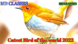 Cutest Bird of the World#funny bird videos #shorts #trending #md classes