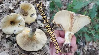&Sigma;&tau;&eta;&nu; &zeta;ώ&nu;&eta; &tau;&omicron;&upsilon; &Lambda;&alpha;&kappa;&tau;ά&rho;&iota;&omicron;&upsilon;. Lactarius zonarius