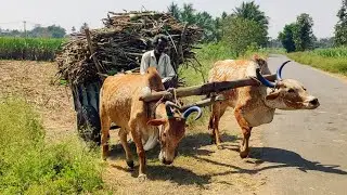 New Young Bullock Cart Sugarcane Heavy Load Riding ,// Buffalo Video