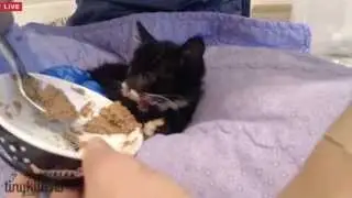 Tiny Kittens Cassidy says gimme my fudz