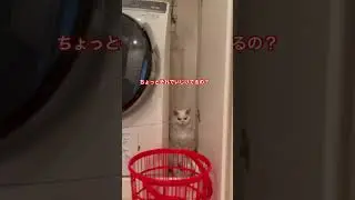 ジィジと喧嘩中#cat #catshorts #猫のいる暮らし