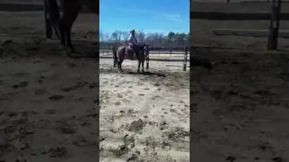 Automatic horse