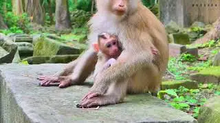 Poor old monkey Daisy got a strong angry from April monkey but monkey Lucky with Mark  help her 🐒💞