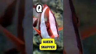 🌊 ABC Sea Animals 🐠 A&ndash;Z Ocean Creatures & Phonics for Kids #Shorts #abcd #kids