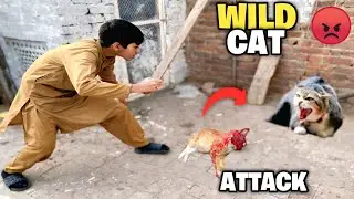 Wild Cat Ne Balla Par Attack Kr Dia 😮