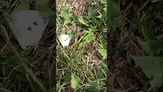 Fluture alb al verzei (Pieris rapae) #asmr
