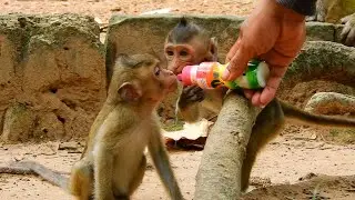 Good VO Always Share Some Fresh Milk To Poor Orphan Baby Monkey Brandi
