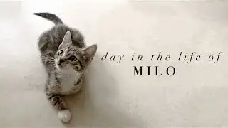 Minimalist kitten routine