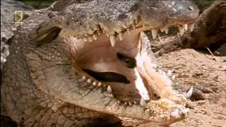 World's Deadliest Animals: Land Of Extreme