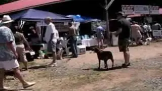 Whisker Walk 2009 PSA