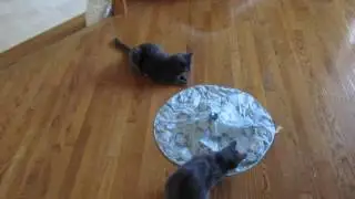 Petlinks Mystery Motion Electronic Concealed Motion Pet Toy