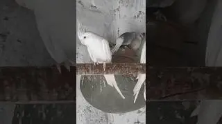 cockatiel albino checks | Diamond Dove Sounds and  dancing. Diamond Dove hatching eggs # birds#short