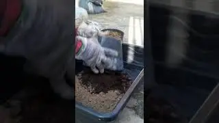 trộn đất trồng c&acirc;y #compost #garden #gardening #howtomakecompost