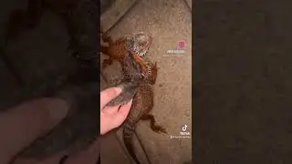 Red Monster Bearded Dragon Shedding It&rsquo;s Skin: Not all heros wear capes