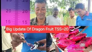 Super Sweet Commercial Dragon Fruit Varieties.অত্যন্ত মিষ্টি বাণিজ্যিক ড্রাগন ফলের জাত।
