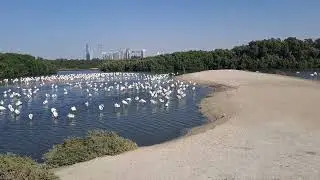 Flamingo Park near Dubai UAK #dubai #mangrove #flamingo #park #flamingolove #uak #emirates