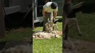 Sheep Shearing Demonstration