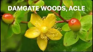 Insects and flowers found in Damgate Woods, Acle, Norfolk