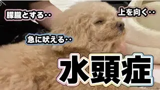 【日常編】水頭症の症状再び‥。。病院に駆け込みました。