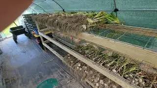Our new garlic curing area
