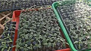 RESULT: SOAKING/BOTTOM WATERING 7 DAYS NG EXPERIEMENT