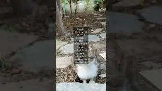 The Feline Fountain of Youth How Cats Flexible Spines and Powerful Muscles Make Them...