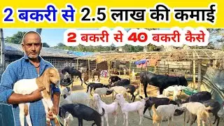 दो बकरी से 40 बकरी कैसे किये हैं😱 || Goat Farming Full Information 