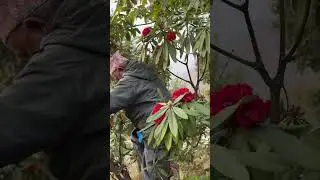 Childish&hellip;. Laliguras..#shorts #youtubeshorts #reels #rhododendron #laliguras