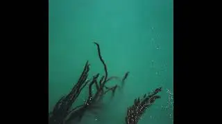 Tarentel - Fear of Bridges - 03 Untitled 3