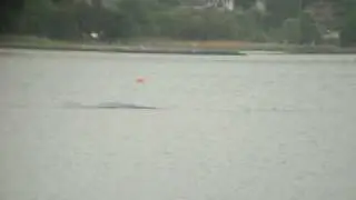Hvalen i Vejle havn svømmer