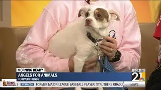 Пожертвуйте и удвойте эффект от помощи организации Angels for Animals.