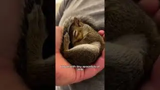 Из ловушки в семью 🐿️🏠 #белка #спасение #доброта