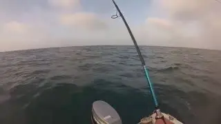Peche du lieu jaune sur l'&icirc;le d'ol&eacute;ron