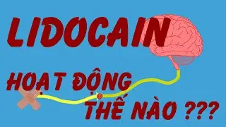 Lidocain - Thuốc g&acirc;y t&ecirc; cục bộ phổ biến nhất hoạt động thế n&agrave;o ? | How does local anesthetic work ?