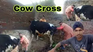 What is a Malap in Cow Crossing? Shajaat Pendu 