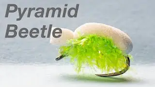 Pyramid Beetle