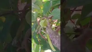 Graviola tree /soursop fruit /mulseethapazham #shorts #mulmunthiri #fruit #benifits #viral #trending