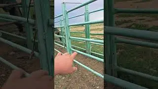 #жабы #horse #мугалжар #animals #природа #лошади #животные #раскол
