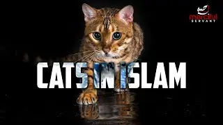CATS IN ISLAM