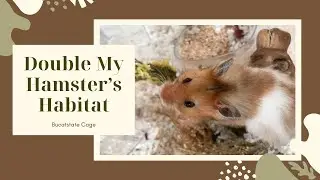 Expand My Bucatstate Hamster Cage With Me