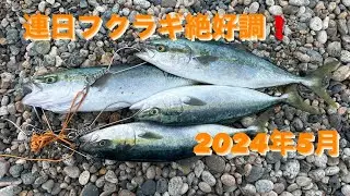 富山湾フクラギ大爆釣　#富山釣り#フクラギ#ショアジギング