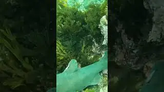 Saying hi to the locals (California Horn Shark) #spearfishing #socalfishing  #diving #shark