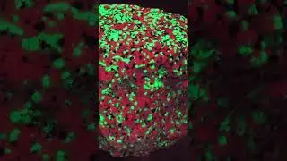 Fluorescent Things Explained! The Story of Fluorescence! #crystals #gems #science #fluorescent