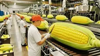 Inside a Popcorn Factory: From Corn Kernels to Fluffy Pops (Full Process) 