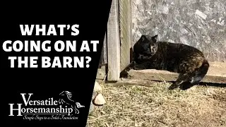 🔴 WHAT'S BEEN GOING ON AT THE BARN (live-stream) // Versatile Horsemanship
