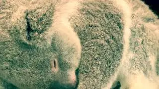 Free hug koala bear good night corazon with Love