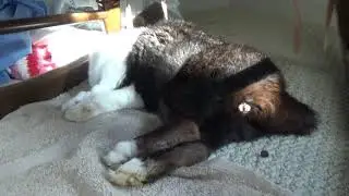 Sleeping rabbit dreaming about pooping