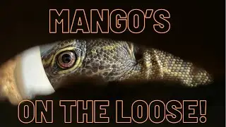 Feeding My Mangrove Monitor, GONE WRONG!!