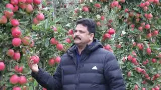 JJR Fruits Apple Farm